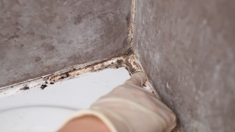 Asbestos and Lead Testing During Mold Inspection in Gore, OK